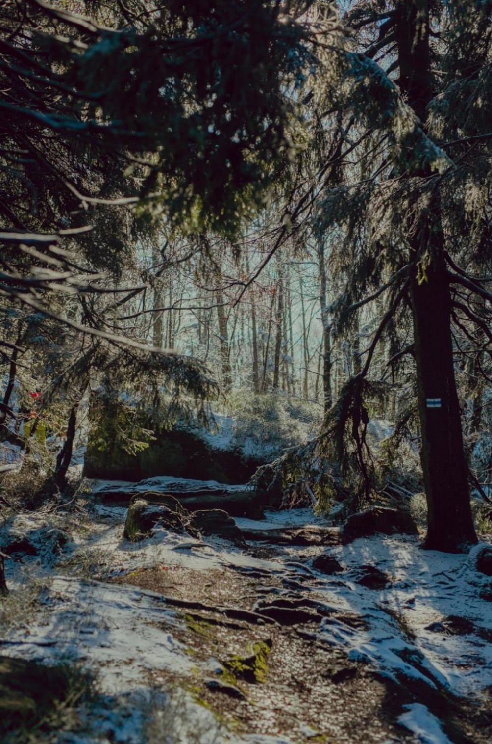 Wataha Pod Basztami - Wadera - Domki Caloroczne Radkow Extérieur photo